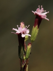 Stevia heptachaeta