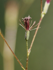 Stevia heptachaeta