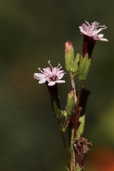 Stevia heptachaeta