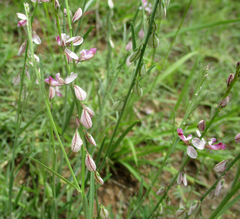 Polygala hottentotta