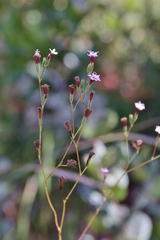 Stevia heptachaeta