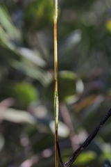 Stevia heptachaeta