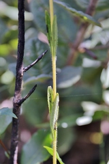 Stevia heptachaeta