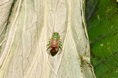 Dichrooscytus gustavi