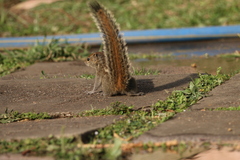 Funambulus palmarum