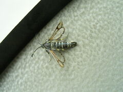 Bembecia ichneumoniformis