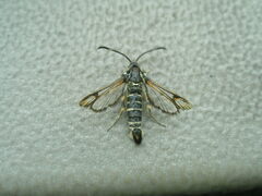 Bembecia ichneumoniformis