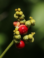 Varronia polycephala