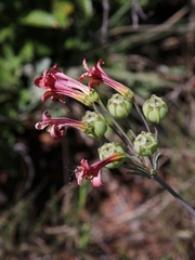 Alstroemeria gardneri