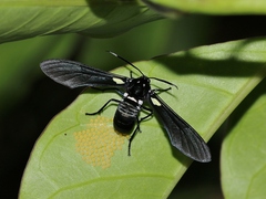 Syntomeida