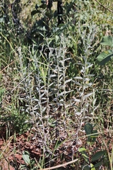 Pterocaulon rugosum