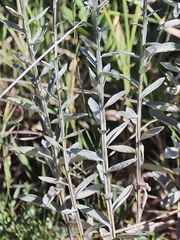 Pterocaulon rugosum