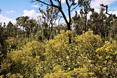 Calea fruticosa