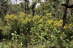 Calea fruticosa