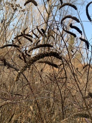 Agastache scrophulariifolia