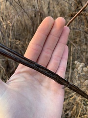 Agastache scrophulariifolia
