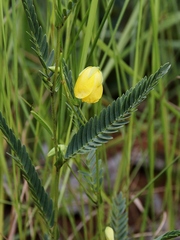 Chamaecrista flexuosa