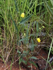 Chamaecrista flexuosa