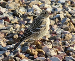 Calcarius ornatus