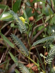 Chamaecrista flexuosa