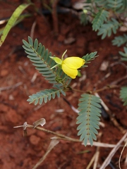 Chamaecrista flexuosa