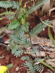 Chamaecrista flexuosa