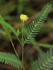 Chamaecrista flexuosa