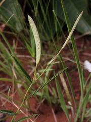Chamaecrista flexuosa
