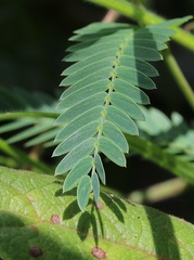 Chamaecrista flexuosa