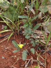 Chamaecrista flexuosa