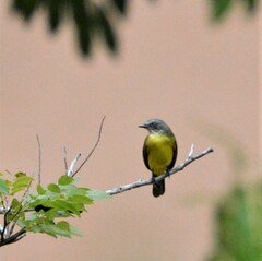 Myiozetetes granadensis