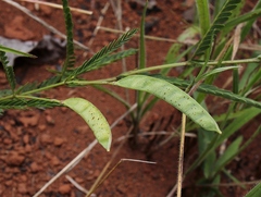 Chamaecrista flexuosa