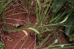 Chamaecrista flexuosa
