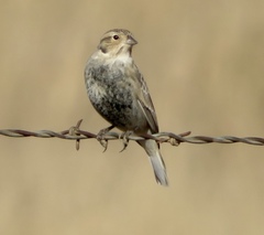 Calcarius ornatus