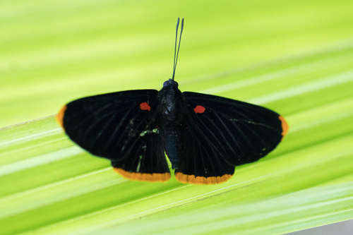 Smith's Pixie