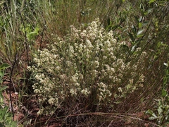 Baccharis cognata