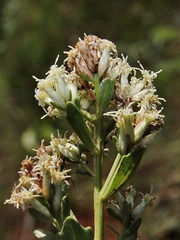 Baccharis cognata
