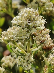 Baccharis cognata