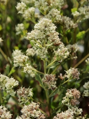 Baccharis cognata