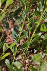 Baccharis cognata
