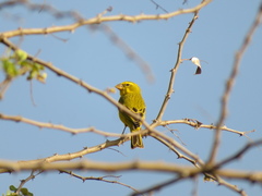 Crithagra sulphurata