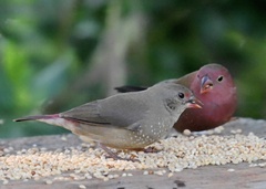 Lagonosticta senegala rendalli