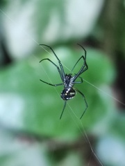 Leucauge argentina