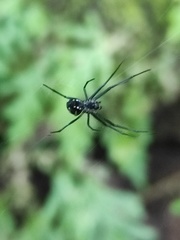Leucauge argentina