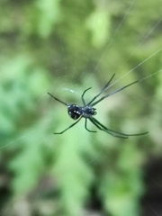 Leucauge argentina