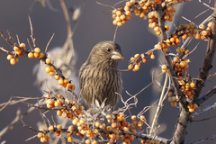 Carpodacus rhodochlamys