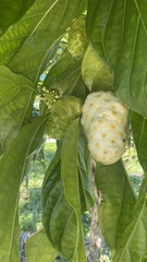 Morinda