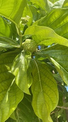 Morinda