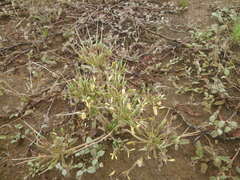 Pelargonium rapaceum