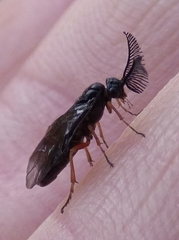 Diprioninae